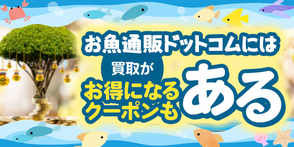 お魚通販ドットコムには買取がお得になるクーポンもある